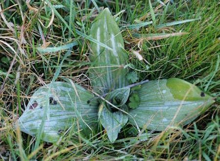 Himantoglossum hircinum  - Jacques Gilardin