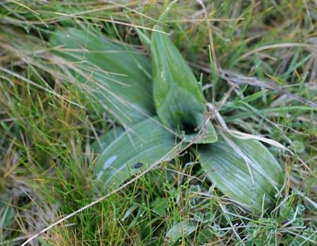 Himantoglossum hircinum  - Jacques Gilardin
