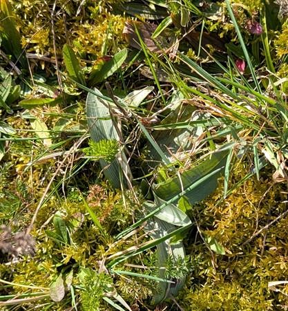 Ophrys apifera  - Jacques Gilardin