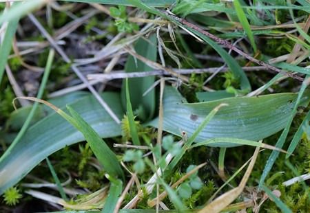 Ophrys sp.  - Jacques Gilardin