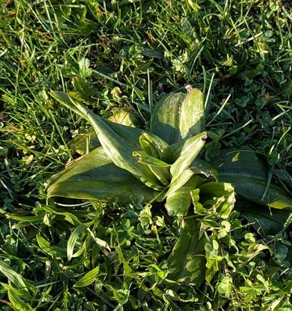 Himantoglossum hircinum  - Jacques Gilardin