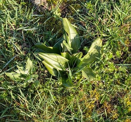 Himantoglossum hircinum  - Jacques Gilardin