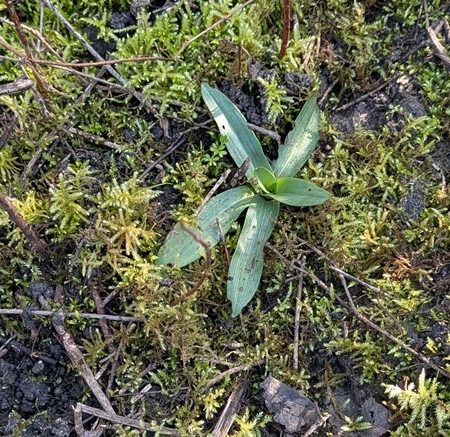 Ophrys sp.  - Jacques Gilardin