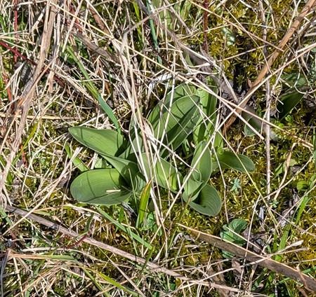 Orchis purpurea  - Jacques Gilardin