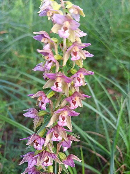 Epipactis helleborine  - René Speh