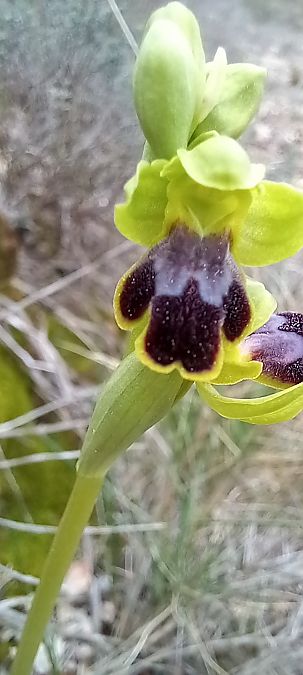 Ophrys bilunulata  - Gerard Chassan
