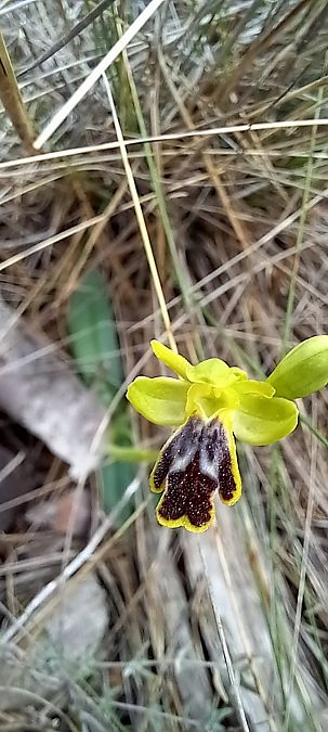 Ophrys delforgei  - Gerard Chassan