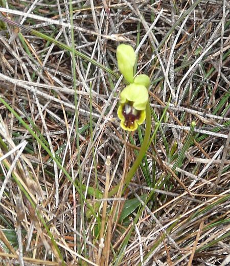 Ophrys delforgei  - Patrick Höhener