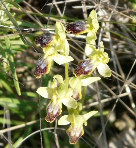 Ophrys delforgei  - Patrick Höhener