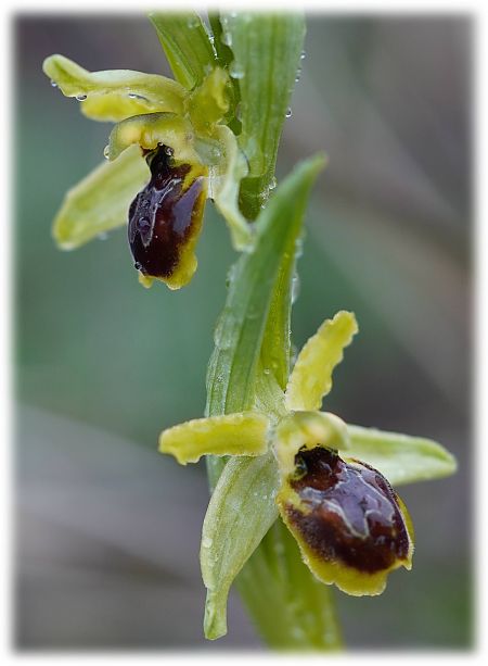 Ophrys araneola  - Françoise Blondel
