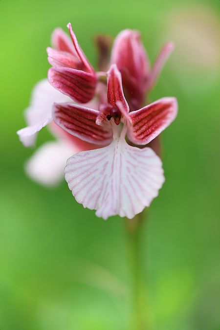 Anacamptis papilionacea var. expansa  - Mathis Buriasco