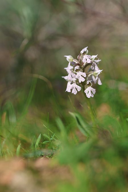 Neotinea corsica  - Mathis Buriasco