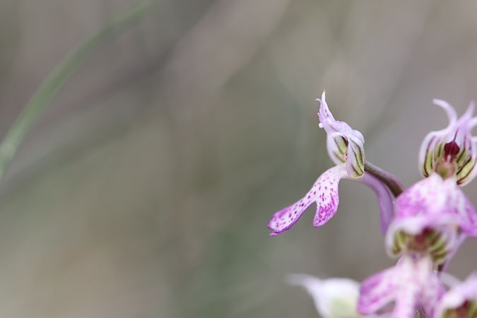 Neotinea corsica  - Mathis Buriasco