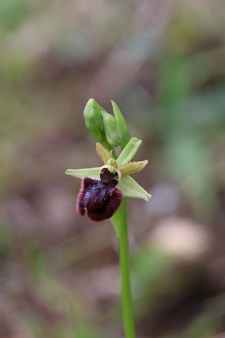 Ophrys incubacea  - Mathis Buriasco
