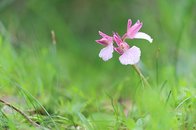 Anacamptis papilionacea var. expansa  - Mathis Buriasco
