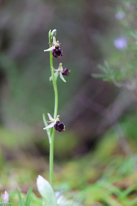 Ophrys morisii  - Mathis Buriasco