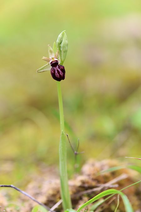 Ophrys incubacea  - Mathis Buriasco