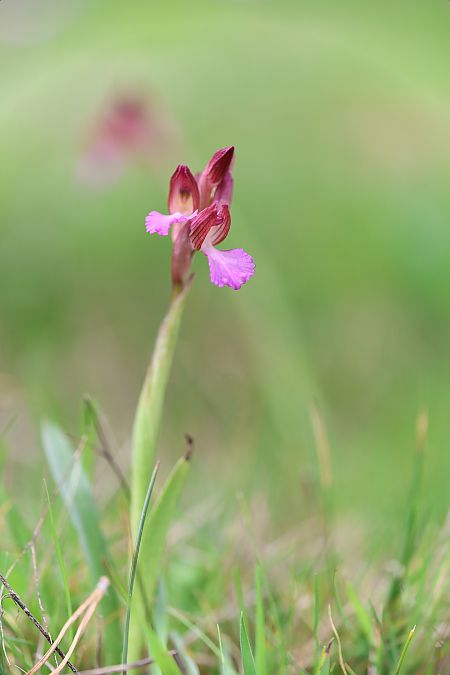 Anacamptis papilionacea  - Mathis Buriasco