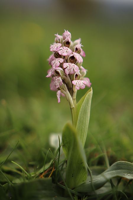 Neotinea corsica  - Mathis Buriasco