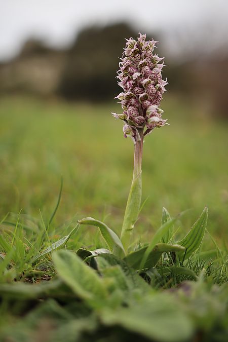 Neotinea lactea  - Mathis Buriasco