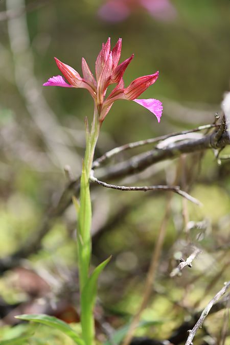 Anacamptis papilionacea  - Mathis Buriasco