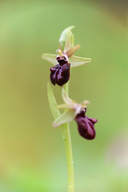 Ophrys incubacea  - Mathis Buriasco