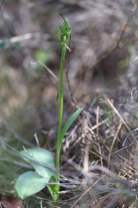 Platanthera algeriensis  - Mathis Buriasco