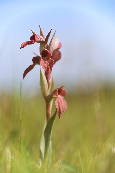 Serapias neglecta  - Mathis Buriasco