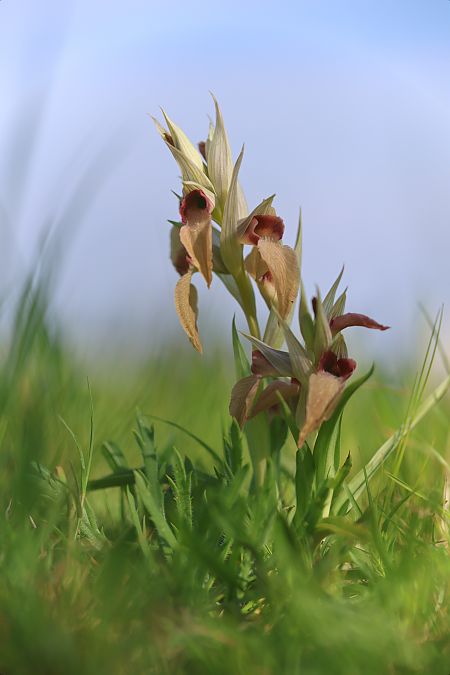 Serapias neglecta  - Mathis Buriasco