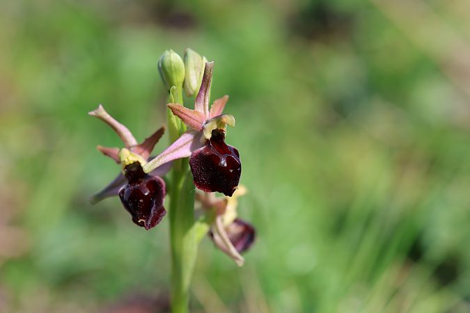 Ophrys morisii  - Mathis Buriasco