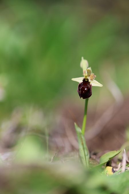 Ophrys morisii  - Mathis Buriasco