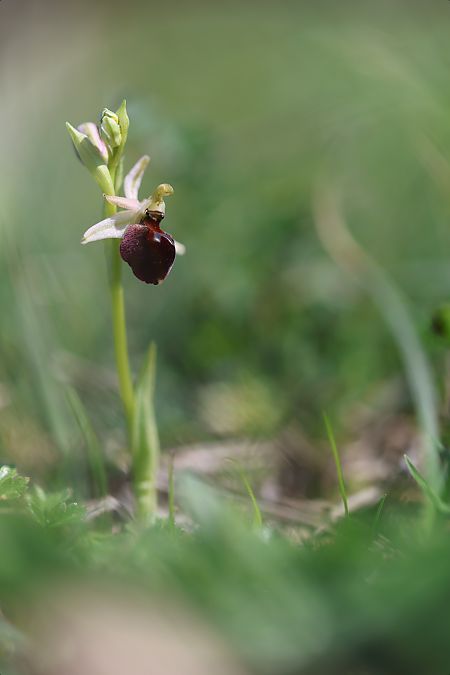 Ophrys morisii  - Mathis Buriasco