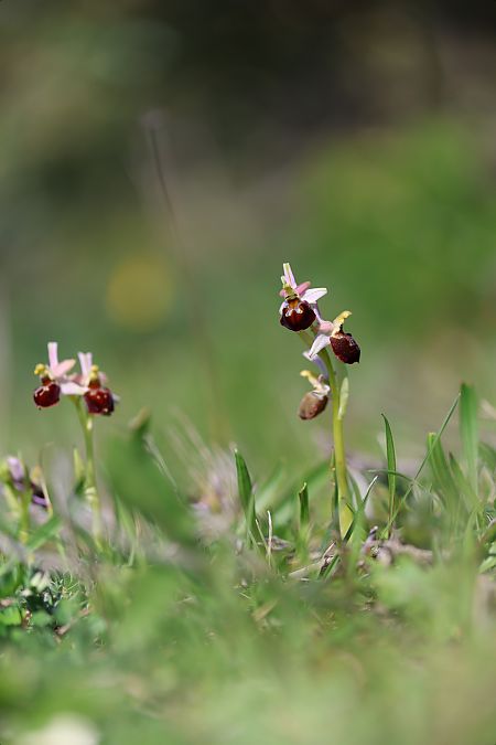 Ophrys morisii  - Mathis Buriasco