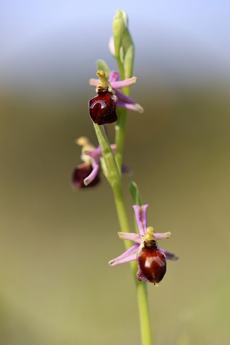 Ophrys morisii  - Mathis Buriasco