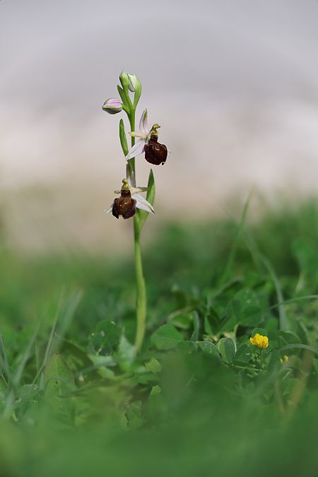 Ophrys morisii  - Mathis Buriasco