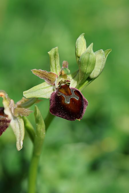 Ophrys morisii  - Mathis Buriasco
