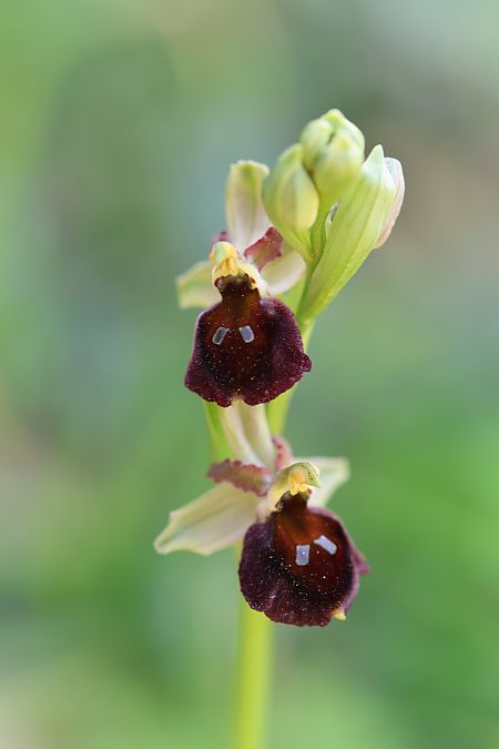 Ophrys morisii  - Mathis Buriasco