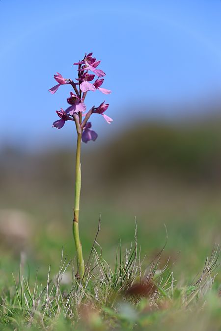 Anacamptis papilionacea  - Mathis Buriasco