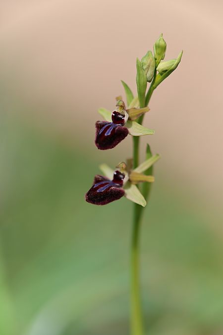 Ophrys incubacea  - Mathis Buriasco