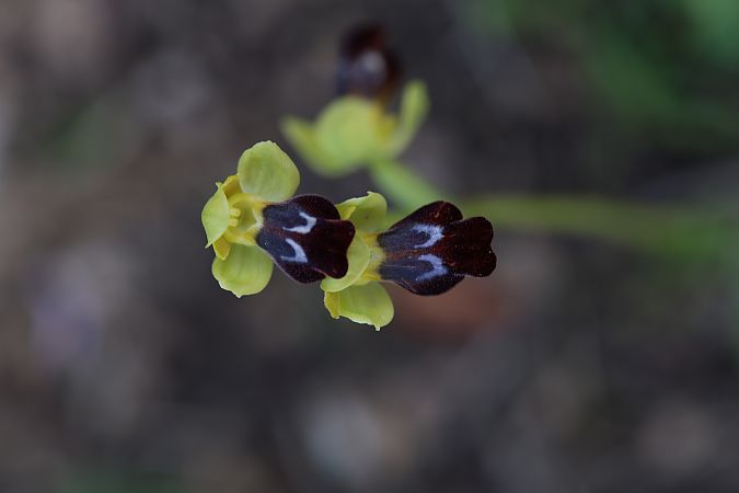 Ophrys peraiolae  - Mathis Buriasco