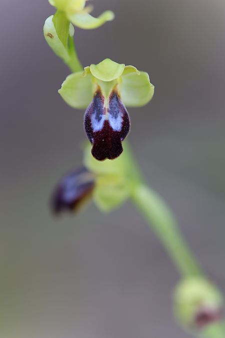 Ophrys peraiolae  - Mathis Buriasco