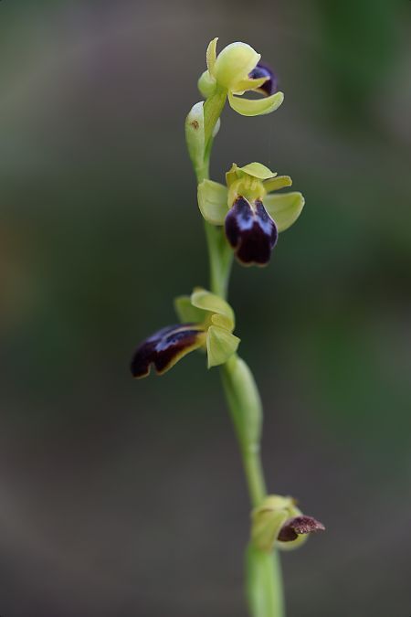 Ophrys peraiolae  - Mathis Buriasco