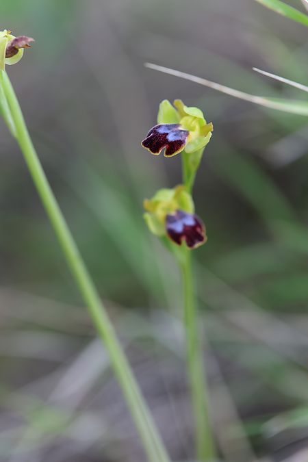 Ophrys peraiolae  - Mathis Buriasco