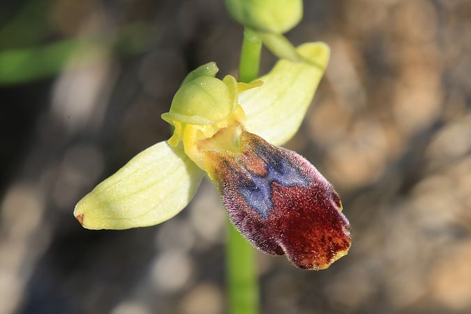 Ophrys delforgei  - Jacques Bry