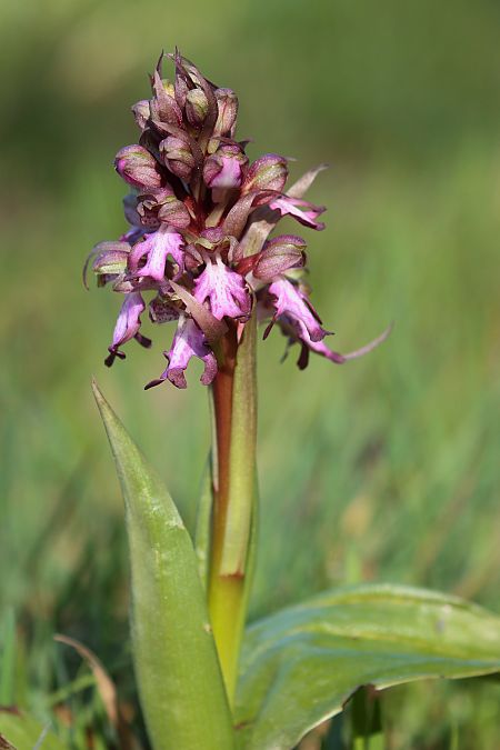 Himantoglossum robertianum  - Jean Valentin