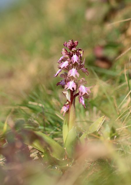Himantoglossum robertianum  - Jean Valentin