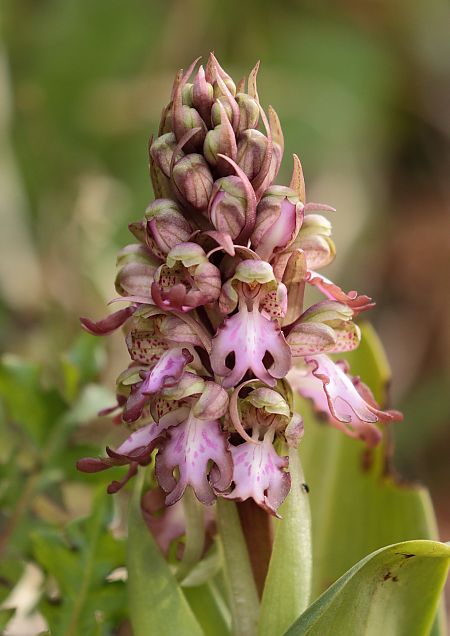 Himantoglossum robertianum  - Jean Valentin