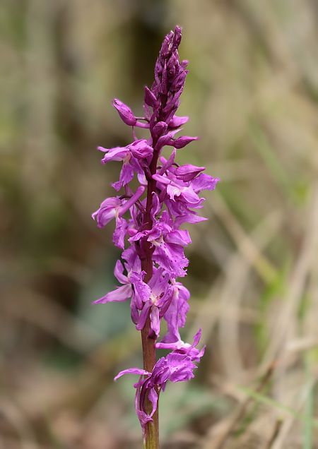 Orchis mascula  - Jean Valentin
