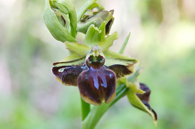 Ophrys aranifera  - Frédéric Masson
