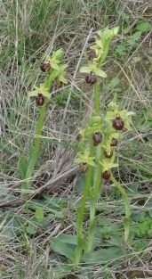 Ophrys exaltata subsp. marzuola  - Jacques Vaillé